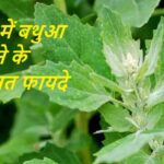 bathua-leaves-bhaji-saag-rayta-benefits