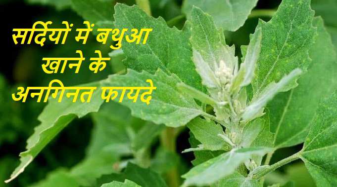 bathua-leaves-bhaji-saag-rayta-benefits