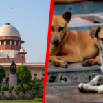 सुप्रीम कोर्ट का आवारा कुत्तों बड़ा फैसला